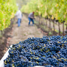 bins of red wine grapes in vineyard