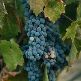 wine grapes hanging in vineyard